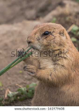 Prairie dog eating a piece of grass