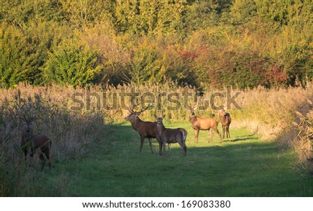 Herd of wary deer in the fall at sunset in the province of Flevoland in the Netherlands