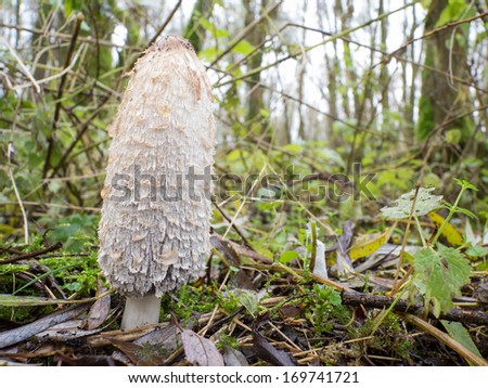 Coprinus comatus fungus commonly known as shaggy ink cap of lawyer\'s wig changes colour and turns black when fullgrown
