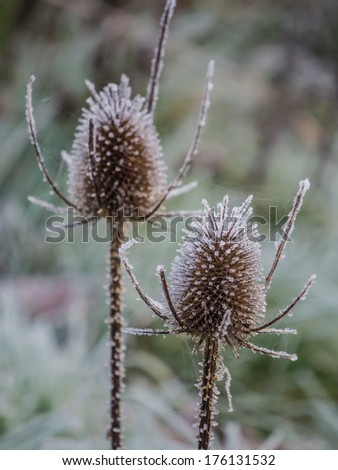 Wild teasels covered in ice on a frosty morning as the sun is about to rise
