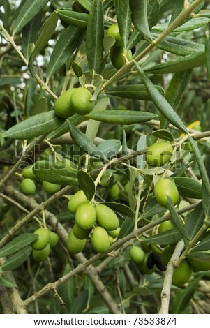 Olive branch.Branches of olives ready to be harvested in late October