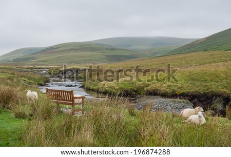 Sheep in Welsh landscape