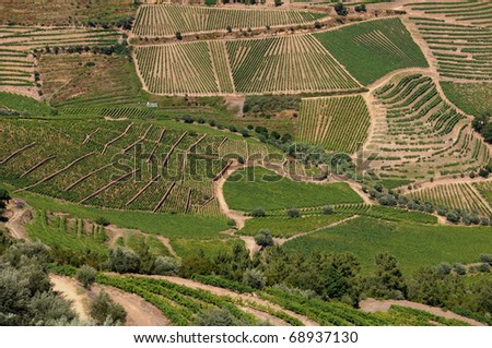 Alto Douro wine region in Portugal