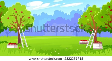 Orchard background. Beautiful landscape view of a harvest in a fruit garden on a farm. Ladders and crates for picking up ripe red apples from tree branches and ground. Cartoon vector illustration.