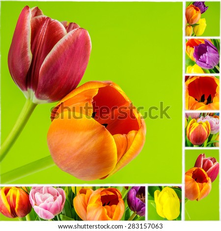 collage of tulips on green background on white ceramic mosaic tile, natural style
