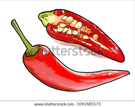 chilli pepper and chilli  cut half on a white background.vector illustration