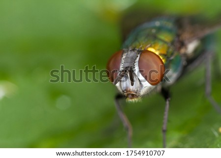 Similar – Image, Stock Photo A greenbottle fly, Lucilia sericata, is a blow fly with brilliant, metallic, blue green color. Close-up of tiny diptera, macro photography of flies.