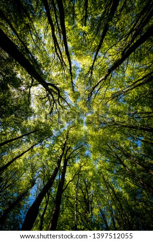 Looking up Green forest. Trees with green Leaves, blue sky and sun light. Bottom view background