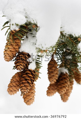 snow covered pine cones on a snow covered branch of a pine tree