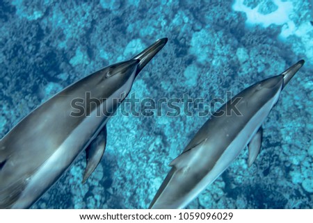 Similar – Image, Stock Photo Spinner dolphin in Hawaii jumps out of the sea