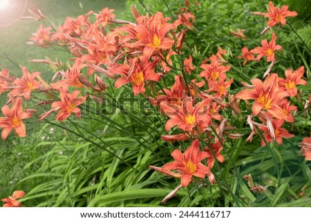 Similar – Image, Stock Photo Daylily Lily blossom