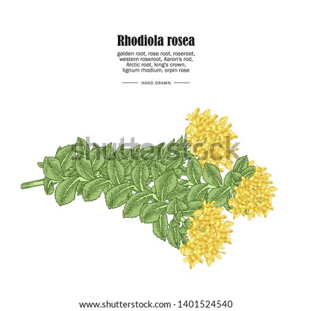 Rhodiola rosea or golden root branch isolated on white background. Medical and cosmetic herbs. Vector illustration hand drawn.