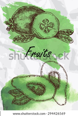 Hand drawn fruit. Avocado and feijoa fruits vector illustration. Eco food