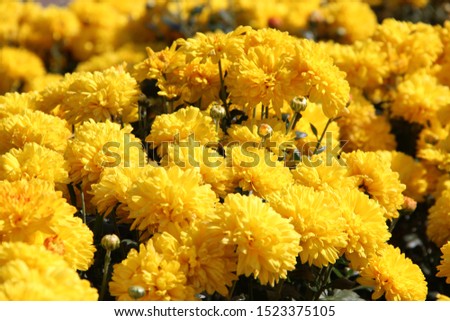 Shutterstock Puzzlepix