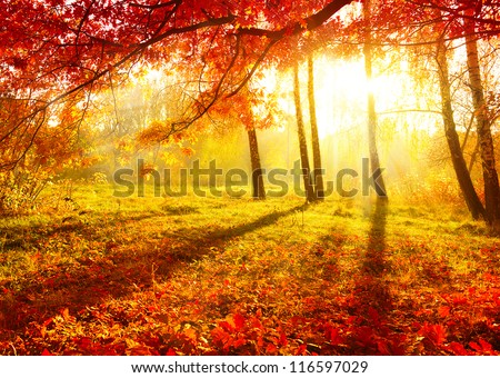 Similar – Image, Stock Photo Tree in evening sun