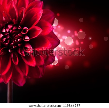 Dahlia Autumn flower design.Red Flower Over black