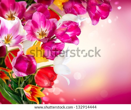 Spring Tulip Flowers over white. Tulips bunch. Floral Border Design