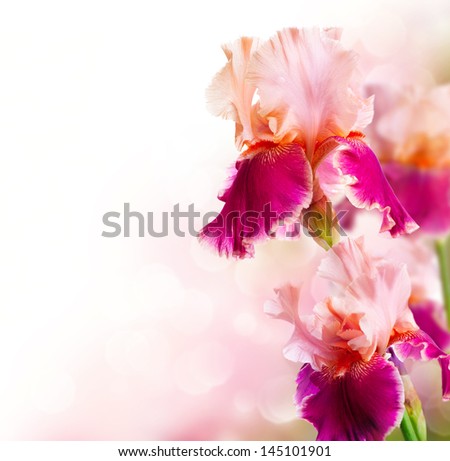 Iris Flowers Border design isolated on a white background