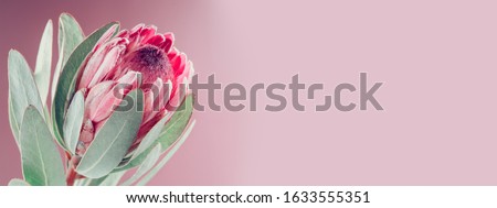 Similar – Image, Stock Photo Protea or King Protea (Protea cynaroides)