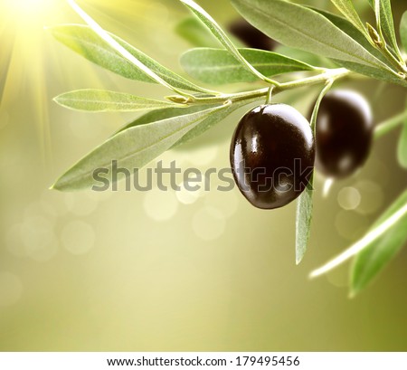 Olives. Black Ripe Olive on a tree. Food Border Design. Growing Olives