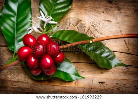 Coffee Plant. Red coffee beans and flower on a branch of coffee tree. Branch of a coffee tree with ripe fruits, flowers and leaves over wooden background
