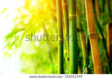 Bamboo. Bamboos Forest. Growing bamboo border design