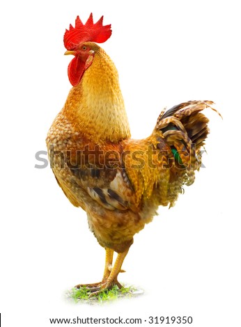 Beautiful Rooster Stock Photo 31919350 : Shutterstock