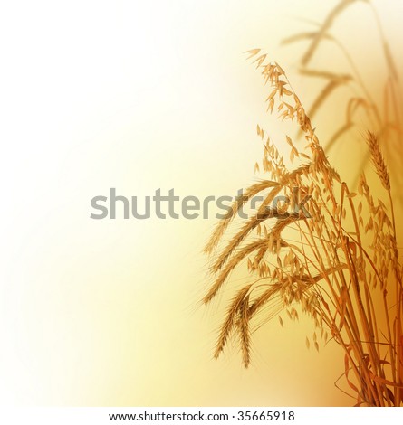 Wheat Border