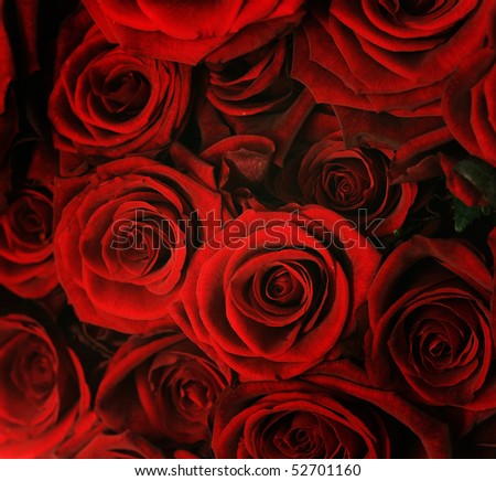 Beautiful Dark Red Roses Stock Photo 52701160 : Shutterstock