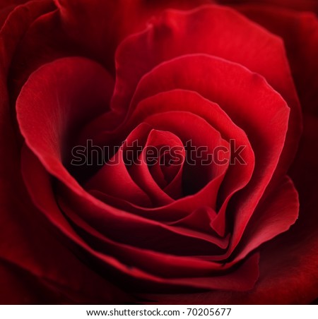Valentine Red Rose.Heart shaped