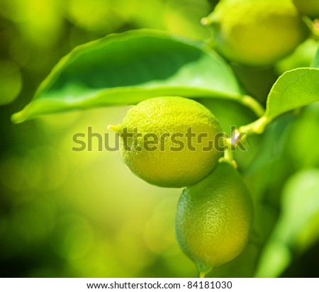 Growing Organic Lemons