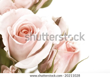 Roses Border in Sepia