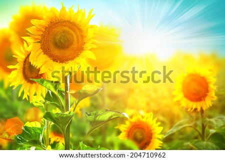 Sunflower field. Beautiful sunflowers blooming on the field. Growing yellow flowers