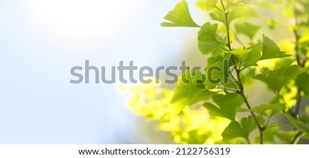 Gingko biloba tree growing in a garden. Gingko leaf in sun lite. Herbal medicine. Herbs. Alternative medicine concept, border art design. Nature background 商業照片 © 