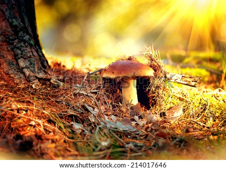 Cep Mushroom Growing in Autumn Forest. Boletus growing under the tree. Mushroom picking