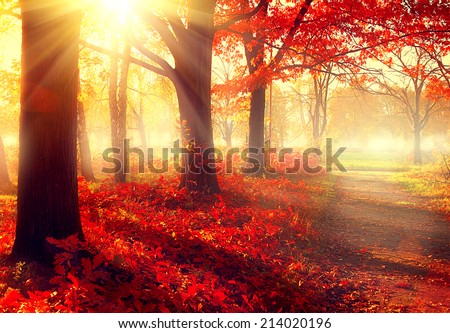 Autumn. Fall scene. Beautiful Autumnal park. Beauty nature scene. Autumn Trees and Leaves, foggy forest in Sunlight Rays