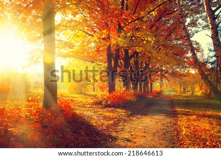 Autumn. Fall. Autumnal Park. Autumn Trees and Leaves in sun rays. Autumn scene