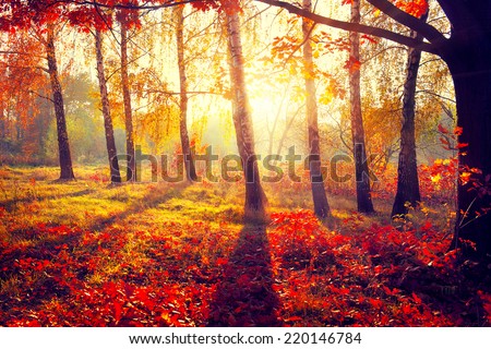 Autumn. Fall. Autumnal Park. Autumn Trees and Leaves in sun rays. Beautiful Autumn scene