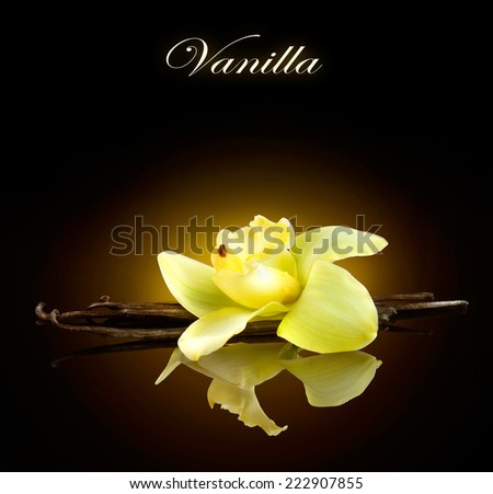 Vanilla. Pods and Flower of vanilla isolated on black background. Vanilla Pod Stick over dark background close up