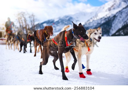 Musher hiding behind sleigh at sled dog race on snow in winter. Mountains