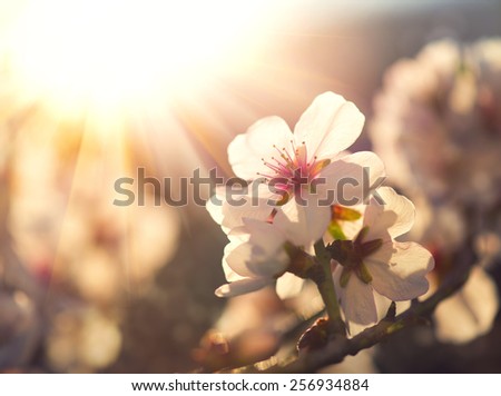 Springtime. Spring flowers blossom background. Beautiful nature scene with blooming tree and sun flare. Sunny day. Beautiful Orchard.