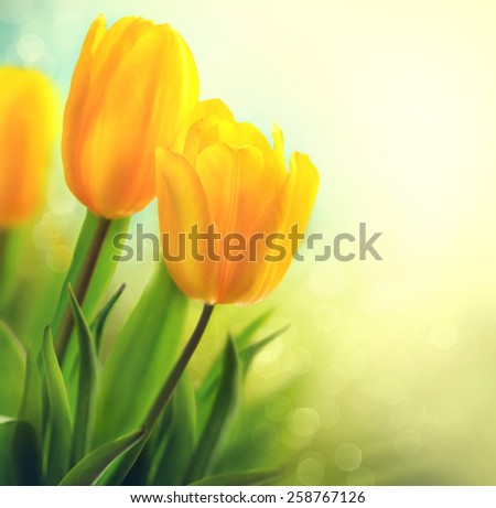 Easter Spring Flowers bunch. Beautiful yellow tulips bouquet. Elegant Mother\'s Day gift over nature green blurred background. Springtime. Growing tulips