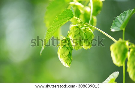 Hop plant close up growing on a Hop farm. Fresh and Ripe Hops ready for harvesting. Beer production ingredient. Brewing.