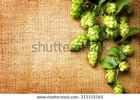 Fresh Branch of Hop with leaves close up on Burlap background. Hop close up. Ingredients for Beer. Brewing beer ingredients. Brewery concept. Texture burlap backdrop. Copy space for your text