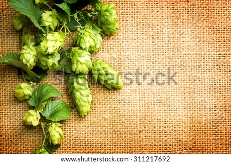 Hop branches with leaves and cones over burlap background. Hop close-up. Inflorescence of hops. Beer brewing concept. Brewery. Beautiful vintage backdrop of fresh hops over shabby sack linen texture