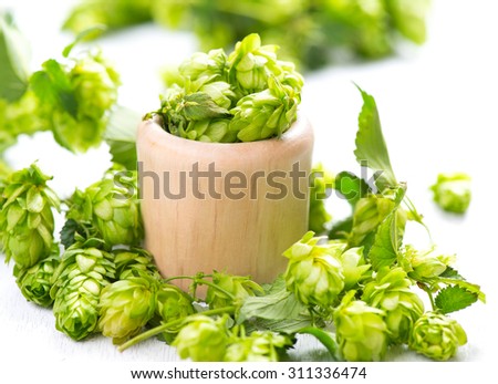 Hop in wooden bowl on white table. Green whole hops with leaves close up isolated over white background. Beer brewery concept. Alternative medicine