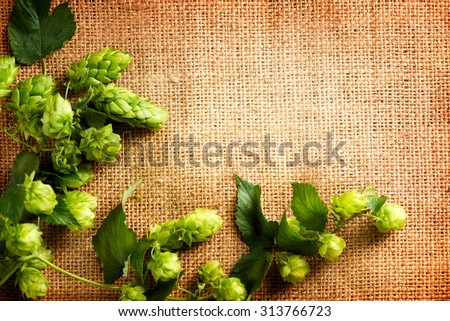 Fresh Hop on burlap close up. Green Hop cones with leaves over sack linen texture. Burlap background. Beer brewing concept. Brewery. Beer production ingredient. Copy space for your text
