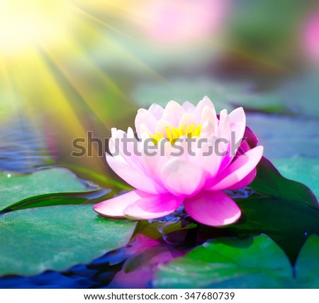 Water Lily