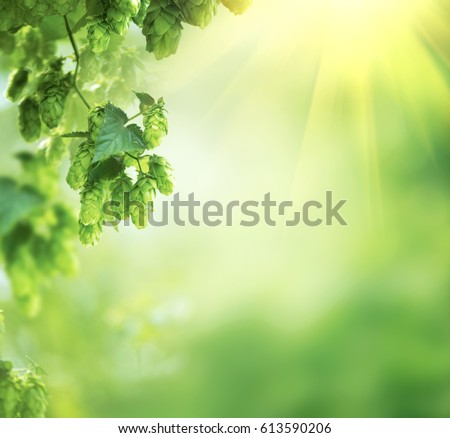 Similar – Image, Stock Photo fresh bio hop Bio Field