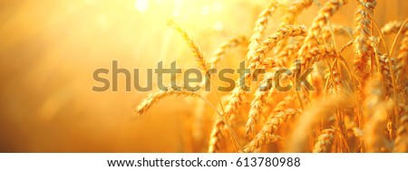 Similar – Image, Stock Photo Wheat field, golden ears of wheat swaying from the wind. View of ripening wheat field at summer day. Agriculture industry in Ukraine. famine in the world. Russia war in Ukraine